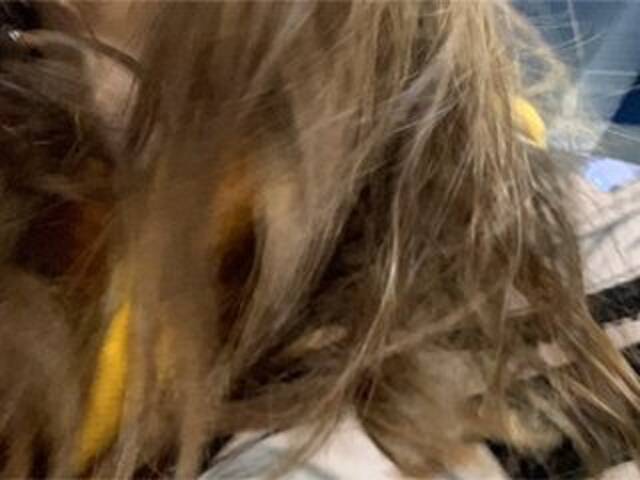 प्रसारण स्क्रीनशॉट Eliness