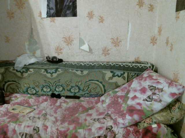 प्रसारण स्क्रीनशॉट kar0linaa666