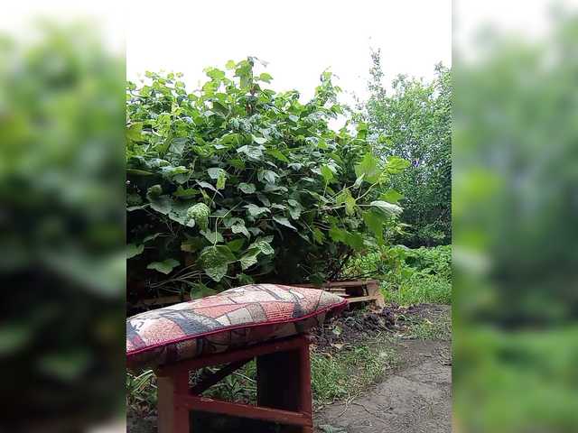 प्रसारण स्क्रीनशॉट Natka35